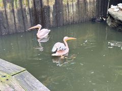 -海南槟榔谷黎苗文化旅游区