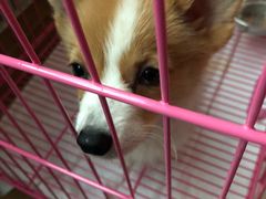 -翊宠yipet猫狗购宠庄园犬舍•猫舍