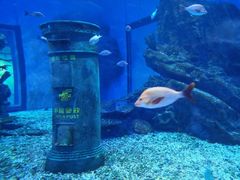 -海合安武汉极地海洋公园