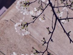-武汉大学-樱园