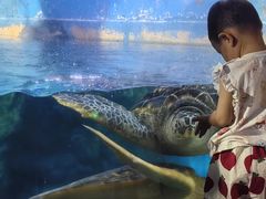 -烟台海昌鲸鲨海洋公园