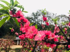 -南国桃园旅游度假区