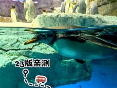 -大阪海游馆
