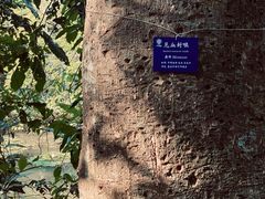 -中国科学院西双版纳热带植物园