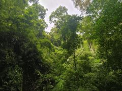 -莫里热带雨林景区