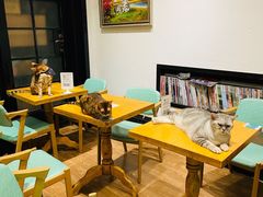 -猫色咖啡·猫咖