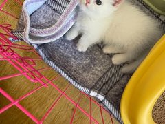 -欣宠猫屋·矮脚拿破仑·蓝金金渐层