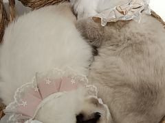 -怪兽屋·羊驼·猫咖·狗咖(俊华广场店)