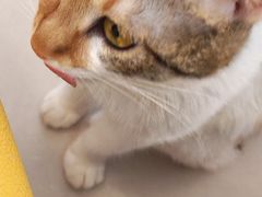 -平行世界·猫咖(首经贸店)