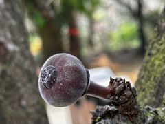 -云南勐巴娜西珍奇园
