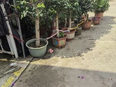 -中环花鸟鱼虫市场