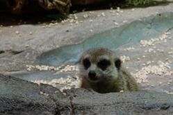 -Zoolung Zoolung动物主题公园(海信广场店)