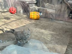 -青藏高原野生动物园