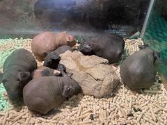-绿色星球动物主题公园