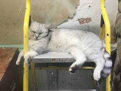 -猫咪博物馆(顶澳仔猫街店)