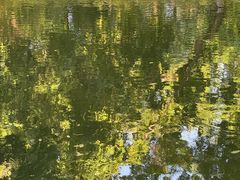 -青枫公园