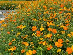 -春花秋色城市公园