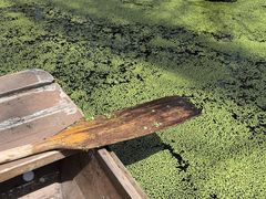 -渌洋湖湿地公园