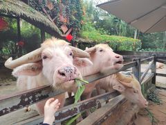 -海南热带野生动植物园