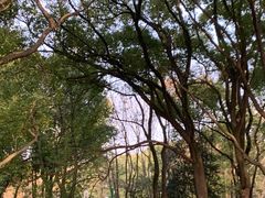 -上海共青森林公园