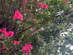 -梧桐山风景名胜区