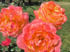 -武汉紫薇都市田园