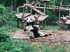 景点-成都大熊猫繁育研究基地