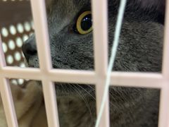 -瑞派名望24h动物医院异宠专科·猫专科·骨科·重症监护分院