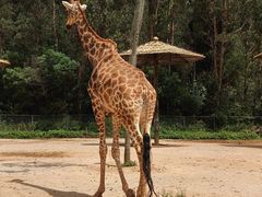 -云南野生动物园