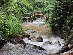-莫里热带雨林景区