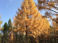 -塞罕坝国家级自然保护区