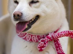-柴迷FANS CLUB·柴犬狗咖·猫咖