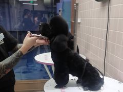 -FAELING PETS美天灵宠物(富力广场店)
