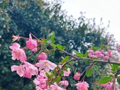 -莫愁湖公园