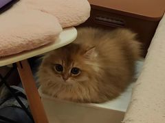 -小猫来了·猫舍(红山六九七九店)
