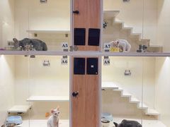 -十年猫舍·猫咪专门店(普陀店)