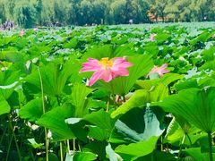 -长春市南湖公园