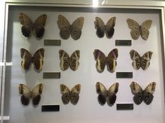 -上海昆虫博物馆