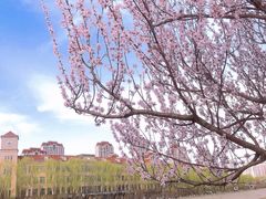 -桃花堤公园
