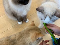 -Let's go狗咖·猫咖·奶狗·桌游(春熙路IFS店)