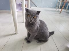 -喵的天空名猫咖啡馆·撸猫·猫舍·用品