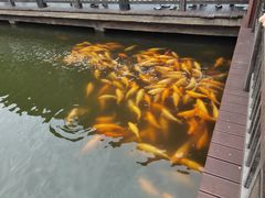 -枫香湖儿童公园
