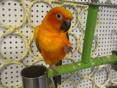 -吉丁鸟咖·异宠·寄养