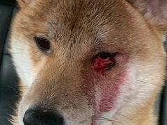 -爱侣宠医·鹦鹉专科·小型哺乳类·异宠专科(灵石路店)