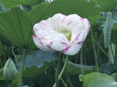 -陈家山荷花公园