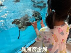 -帝企鹅自助餐厅•儿童岛•真企鹅(长隆企鹅酒店)