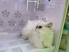 -momokira米努特·德文卷毛猫·棉花面纱犬