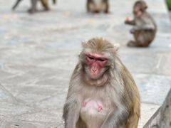 -黔灵山公园