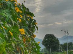 -龙坞茶村