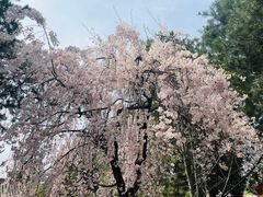 -西安青龙寺遗址景区